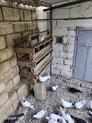 cücə satışı: 30 dene qusdu tərgitmə heyvanlardi seçilib saxlanılıb Qaradağ rayonu — 5