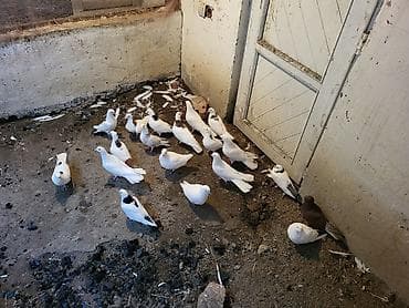 Akvariumlar: Tutulma quwlar icinde 5 eded bala var 20 ededdir tecili satilir tek — 1