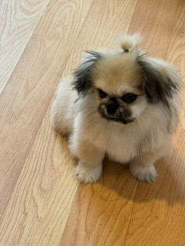 itlərin qiyməti: Pekines — 2