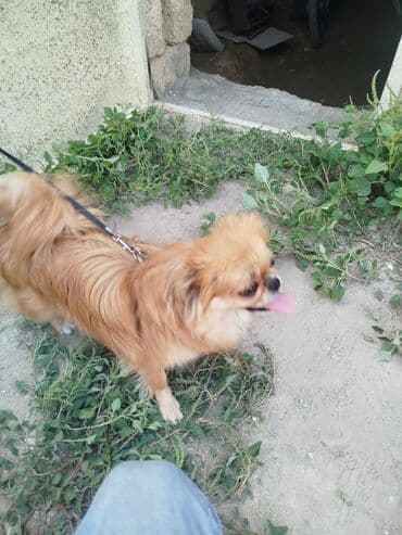 Pekines, 10 ay, Dişi, Cütləşmə üçün, Ünvandan götürmə lalafo.az -da Pekines, 10 ay, Dişi, Cütləşmə üçün, Ünvandan götürmə