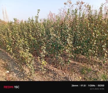 meyvə ağacı: Məhsul: Meyvə ağacı tingləri (fidanlar) Təsvir: - Açıq sahədə — 2