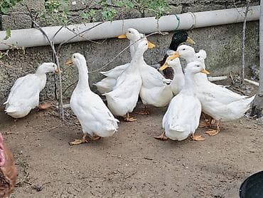pekin ördək: Dişi, | Kuban, Ətlik, Ünvandan götürmə — 3