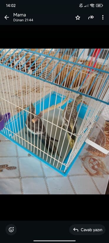 heyvanlara verilen adlar: 2 cütü 70 azn ünvan salayan rayonu yeni ulxanlı kəndi yuva qarşıq — 1