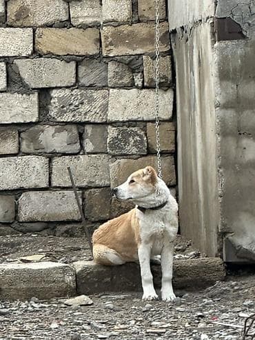 Salam 3 ayliq erkey 
80 man tecili satlir 
Unvan novxanni