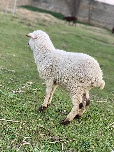 lalafo quzu: Erkəy quzu satılır — 2