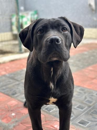кане корсо купить: 2 Ədəd Erkək və Dişi. Cane Corso Təmiz Qan – həm həyət, həm də ailə — 5