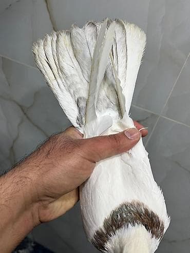 qarderob yuvası giriş zalı: Ebreş boyun maya 16 tukdu Dızden cılpağdı Barter yoxdu! Unvan Fatmayı — 2