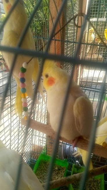 mehebbet quşu: Biri 50 Azn korella Sarı rəngli lələkləri, narıncı yanaq ləkələri və — 2