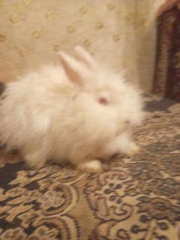 Gəmiricilər: Uzun tüklü dekorativ dovşanlar - Növ: dekorativ, uzun tüklü (angora — 3