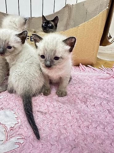 heyvan yemleri: Siam — 1