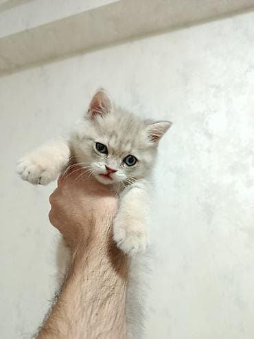 Şinşilla, Dişi, Yaxşı əllərə