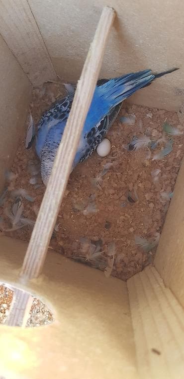 hind quşu cucesi: Papugaylar saglam guslar 6 ayfan yuxari — 7