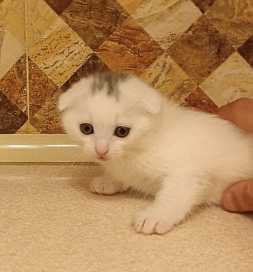 Digər heyvanlar: Britan, Pulsuz çatdırılma — 2