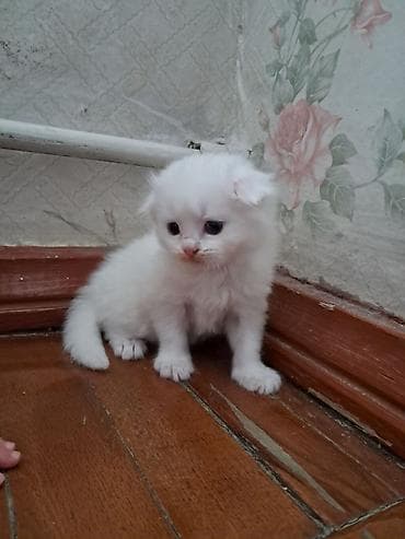 dosan sekili: Britan, Dişi, Yaxşı əllərə, Pulsuz çatdırılma — 3