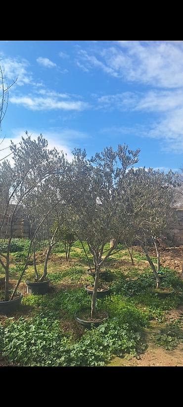 Dipçəkdə zeytun ağacları.BÖYÜK ENDİRİM❗️ - Növ: Zeytun (Olea europaea)
