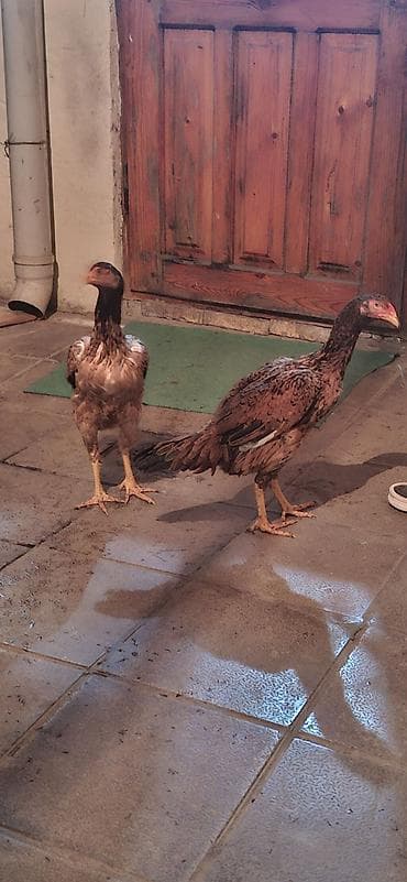 Digər kənd təsərrüfatı heyvanları: Toyuq cücələri, Damazlıq — 2