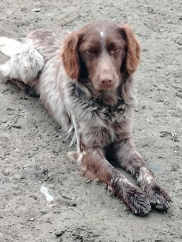 Ov itləri – orta ölçülü, enerjili və çevik. Şəkillərdəki itlərin