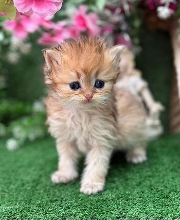 pişim: Şotland yastı qulaq, Dişi, Pulsuz çatdırılma — 6