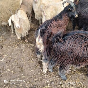 География: Diri çəkisi 7 manata çəpişlər satılır — 3