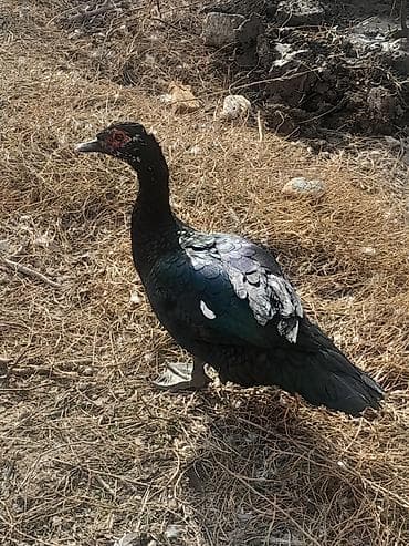 Inəklər, öküzlər: Muscovy ördəkləri (Indoutka) – qara parıltılı lələklər, ağ qanad — 5