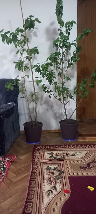 baklar ve cenler: Böyük ölçülü kitayskiy roza– 2 ədəd - Növ: dekorativ yarpaqlı otaq — 1