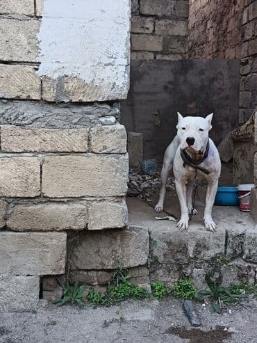 oglan it adlari: Ağ rəngli, əzələli, orta-böyük ölçülü it. Qısa tüklü, qulaqları kəsik — 5
