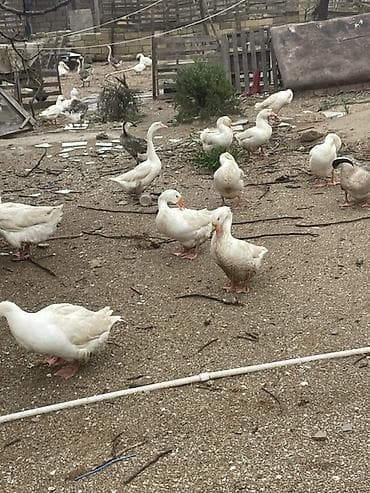 linda kuban: Salam şəkildəki linda kuban qazlarını tam mayalı təzə yumurtalarını — 2