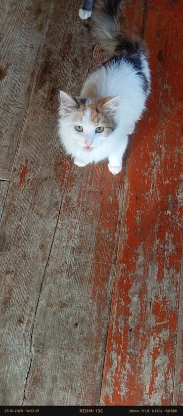 ev itləri satışı: Yaxşı əllərə — 2