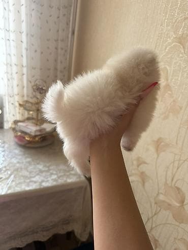 xasqi itləri: Şpitz, 2 ay, Dişi, Ünvandan götürmə — 3