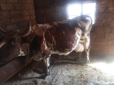 sağmal inek: Süd inəyi – al-ala rəngli, buynuzlu, güclü bədən quruluşlu — 3