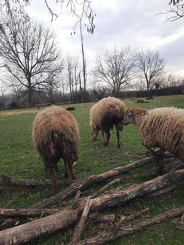 Akvariumlar: Şişək satılır bala verməyib — 4