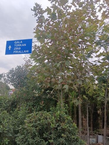 badam qiyməti: Xan cinar 3metir 4 metrlik 15 azin çox alsaz mzakire olunacaq — 2
