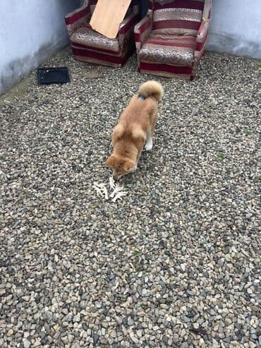 Volvo: Акита-ину, 3 месяца, Самец, Бесплатная доставка — 8