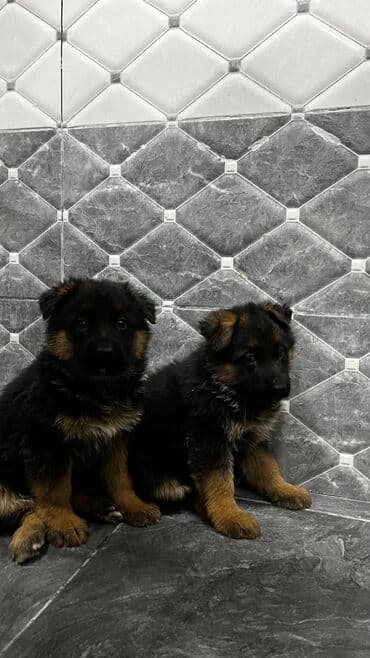 ingilis setter it cinsi: Alman çoban iti — 3