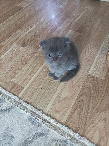 Akvariumlar: Britan — 8