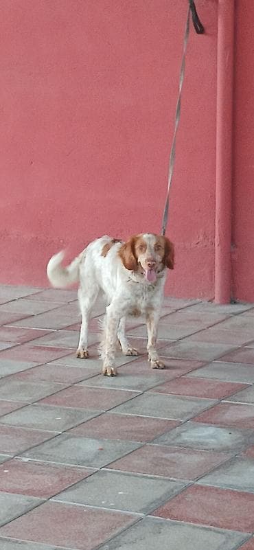 mini itlər: Koker spaniyel, 10 ay, Dişi — 5