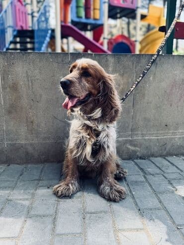 ingilis setteri it cinsi digər adı: Koker spaniyel, 3 il, Erkek — 3