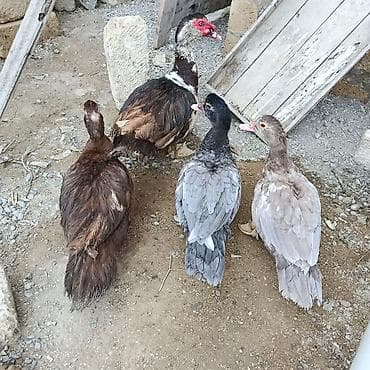 Erkək, | Lal ördək, Damazlıq