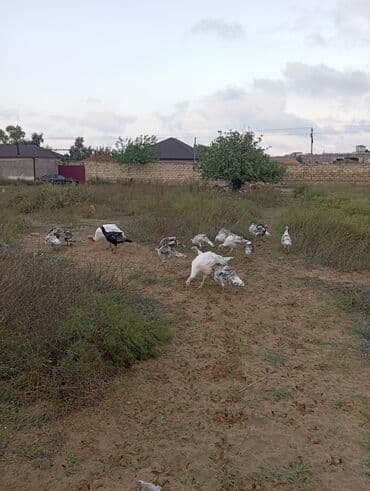 Yumurta: Məhsul: Hind quşu yumurtası mayali — 7