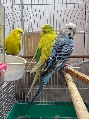 Hazır bala verən cütlər satılır satı cüt 60 azn o biri cüt vistifkafı