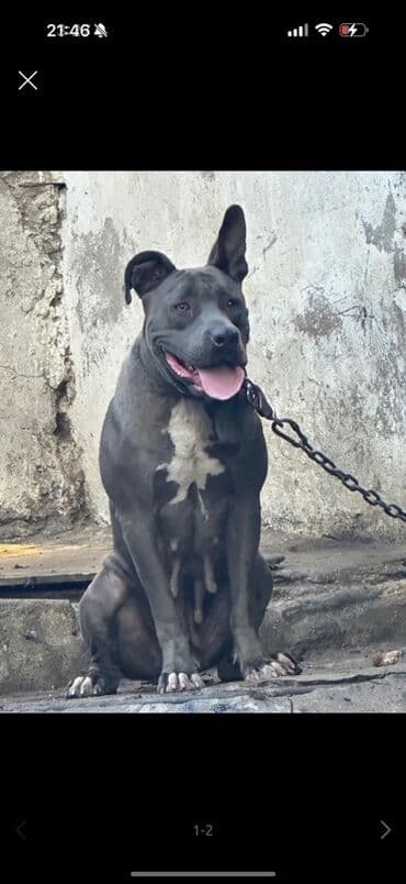 dişi pitbul: Pitbul, 2 il, Dişi, Peyvəndli — 1