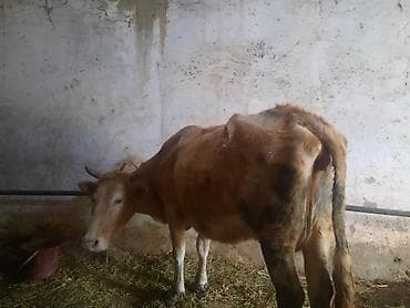 balali iney: 3 cu balasdı 10gundu olub 12 let sudu var — 2