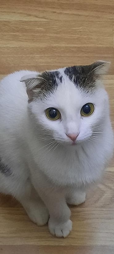 K/t heyvanları və malları: Şotland yastı qulaq, Dişi, Yaxşı əllərə, Ünvandan götürmə — 1