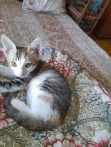 lato: Təmiz ev pişiyi etibarlı əllərə latoka öyrəşib hər şey yeyir — 4