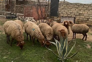 qaz balası satışı: Boğaz Qoyunlar satılır sağlam heyvanlardı damazlığa dəyər qiymət 230 — 1