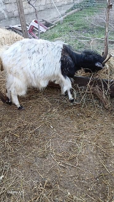 Salam gorduyunuz 2 eded ana keci satilir 1 ci sekildeki 3 qarin 2 ci lalafo.az -da Salam gorduyunuz 2 eded ana keci satilir 1 ci sekildeki 3 qarin 2 ci