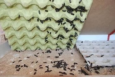 dağ sicanı: Tenebrio molitor böcəyi. Kərtənkələ, buqələmum, tarantula, tısbağa — 2