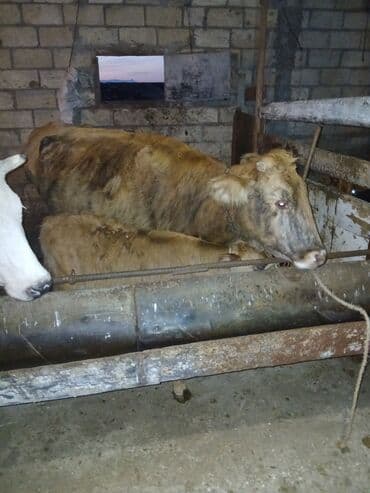 Dişi, il: 2, Damazlıq, Ünvandan götürmə lalafo.az -da Dişi, il: 2, Damazlıq, Ünvandan götürmə