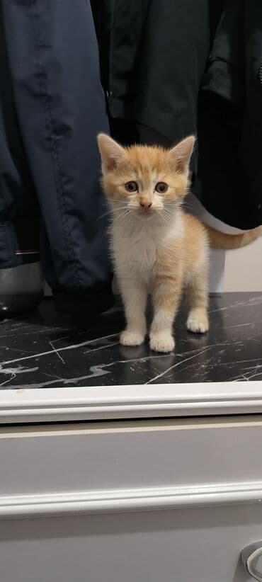 котята в баку бесплатно 2020: В добрые руки, Самовывоз — 5