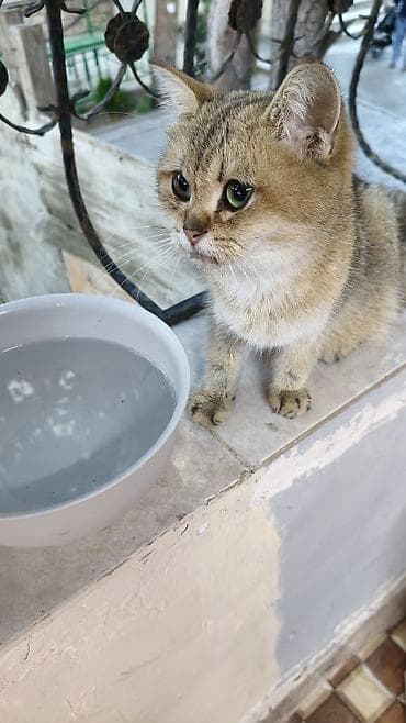 Qızıl şinşilla, Dişi, Yaxşı əllərə, Ödənişli çatdırılma lalafo.az -da Qızıl şinşilla, Dişi, Yaxşı əllərə, Ödənişli çatdırılma